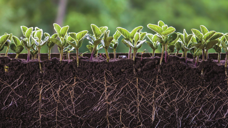 Bioestimulantes impulsan nuevas oportunidades para América Latina Revista Industria Alimentaria Bioestimulantes impulsan nuevas oportunidades para América Latina Revista Industria Alimentaria